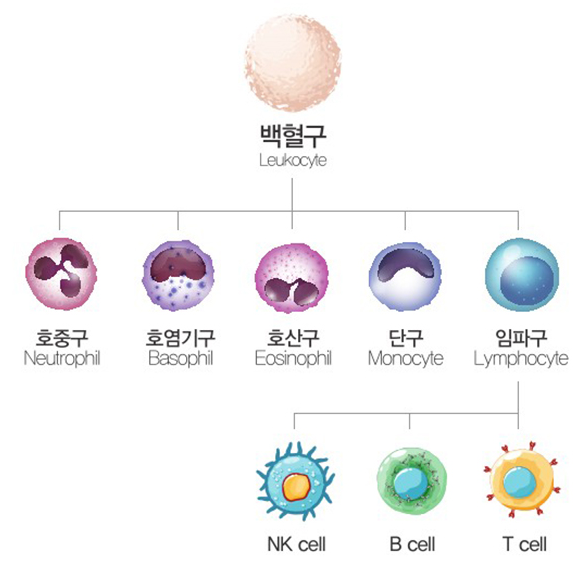 혈액 속 줄기세포와 성장인자